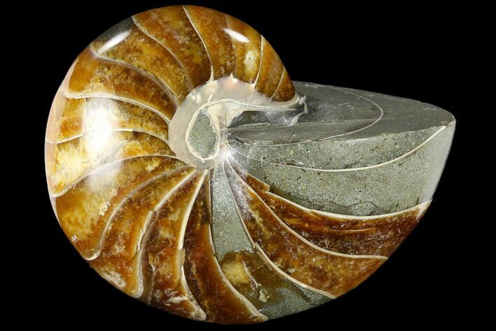 Polished Fossil Nautiloid (Cymatoceras) - Madagascar #117468